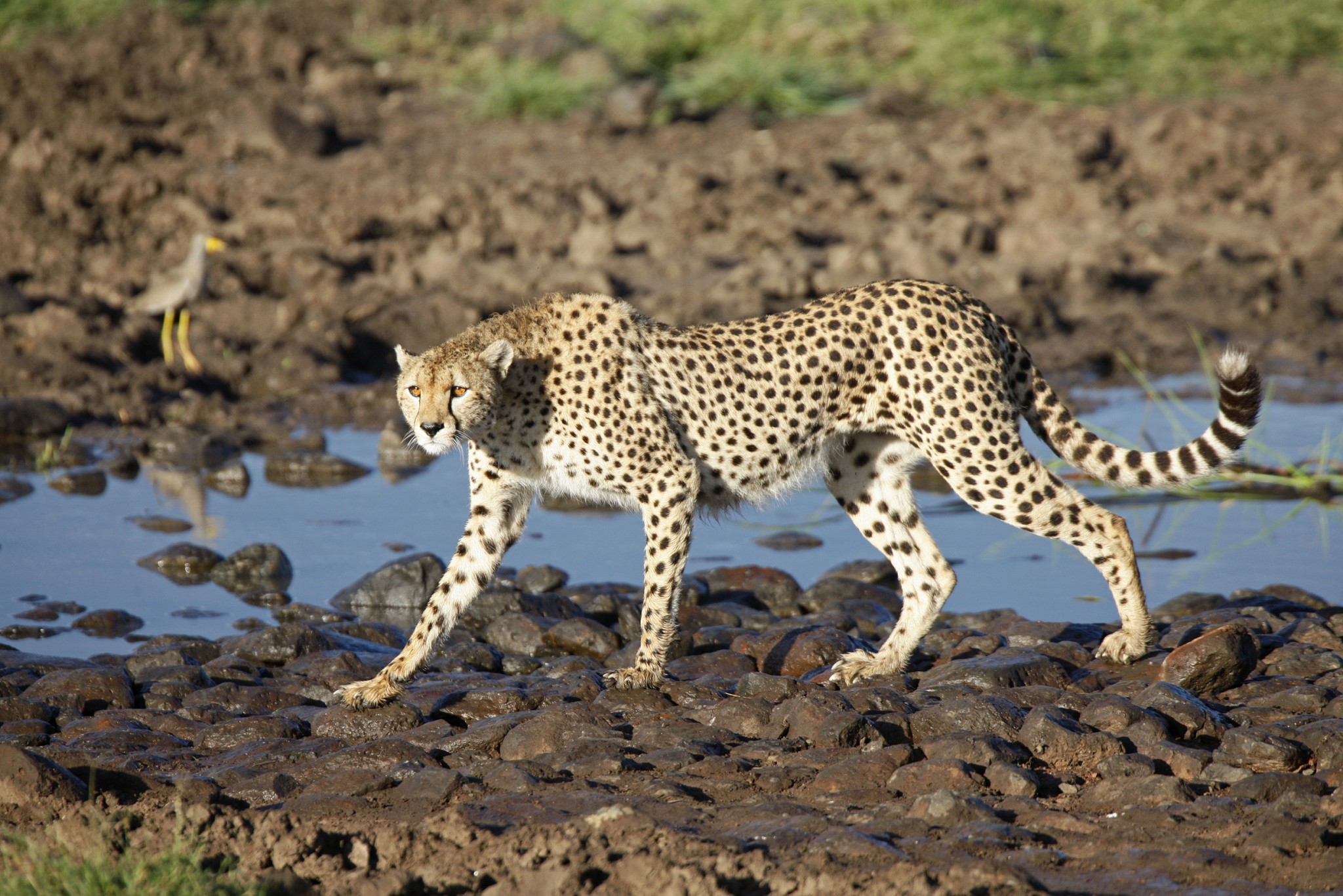 Gepard im Masai Mara Gebiet