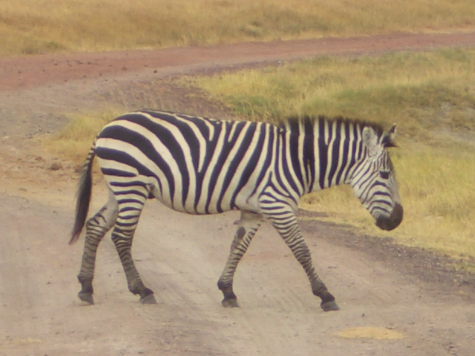 Zebra auf dem Weg