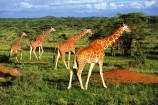 Giraffen im Tsavo Ost Nationalpark