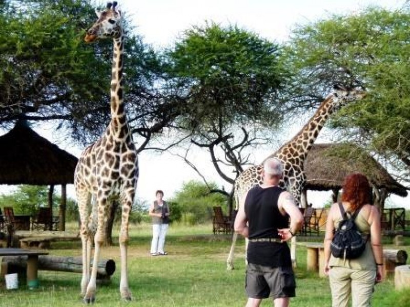 Abschlussabend-in-Kenia-Giraffenfuetterung-Gruppenreise