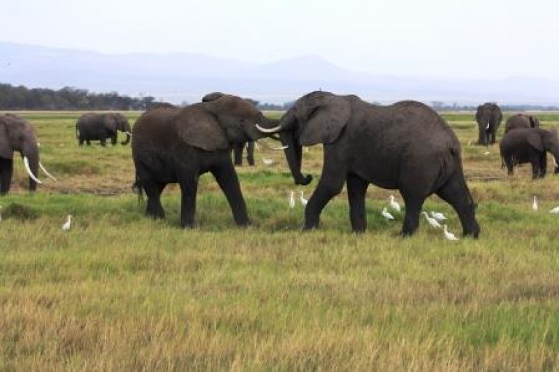 Elefanten-im-Amboseli-Nationalpark-Kenia-Safari-Tierbeobachtungen