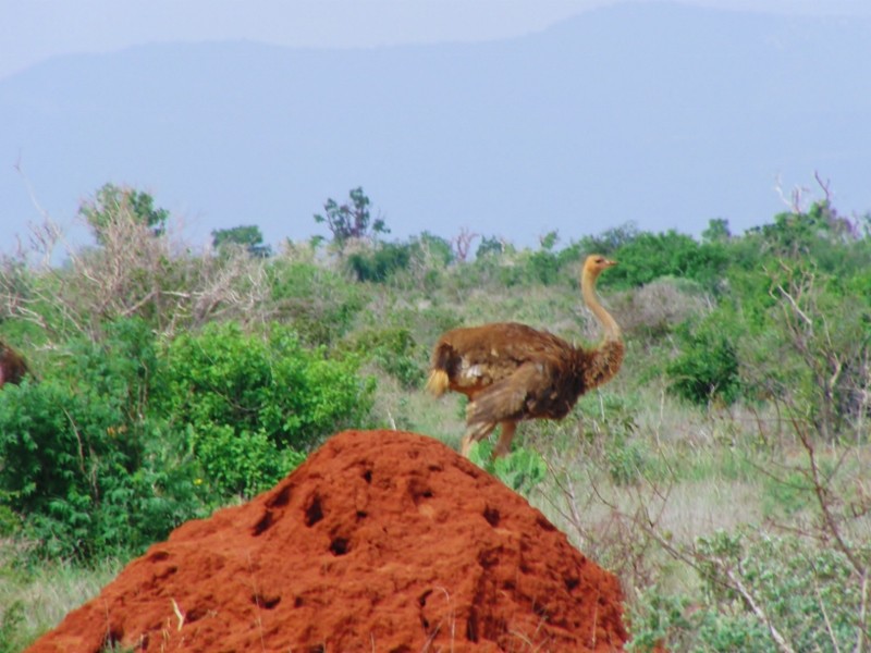 Freie Natur in Kenias Nationalparks, Tierbeobachtungen, auf Safari in Kenia, Reisen, Keniaurlaub