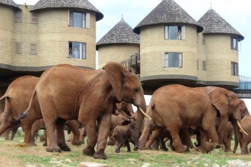 Elefantenherde-mit-Jungtieren-Lodges-Camps-Tierbeobachtungen-auf-Safari-in-Kenia