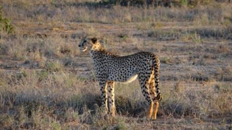 Gepard Kenia Safari Reisen Urlaub Tierbeobachtungen
