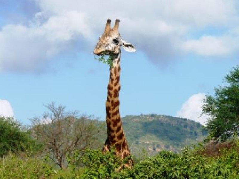 Tierbeobachtungen-in-Kenia-fressende Giraffe-im Nationalpark-Safari