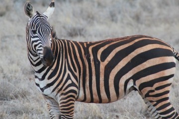 zebra im tsavo kenia safari