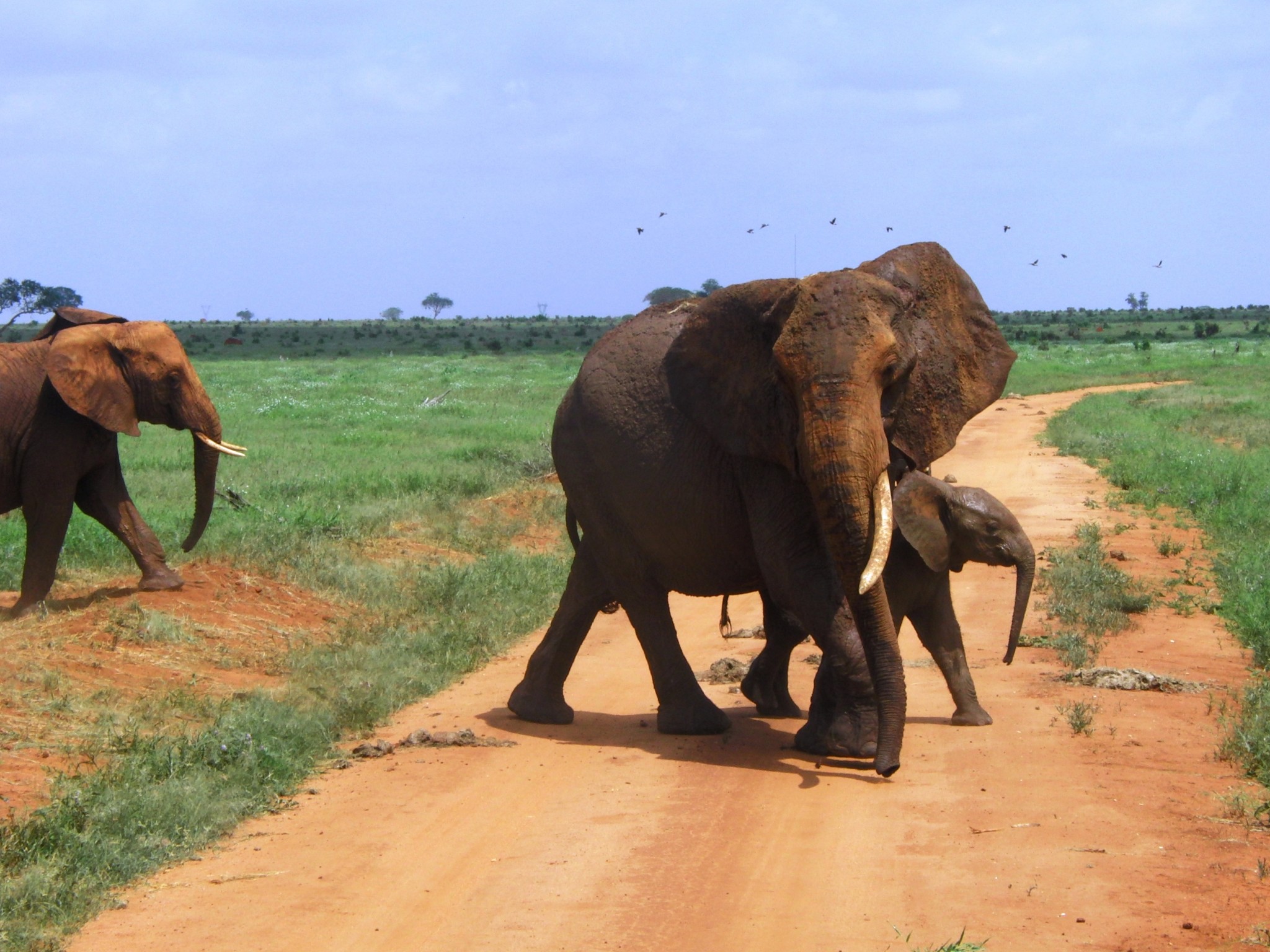 Elefanten mit Baby im Tsavo Ost Nationalpark