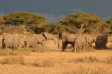 Elefanten im Masai Mara Reservat
