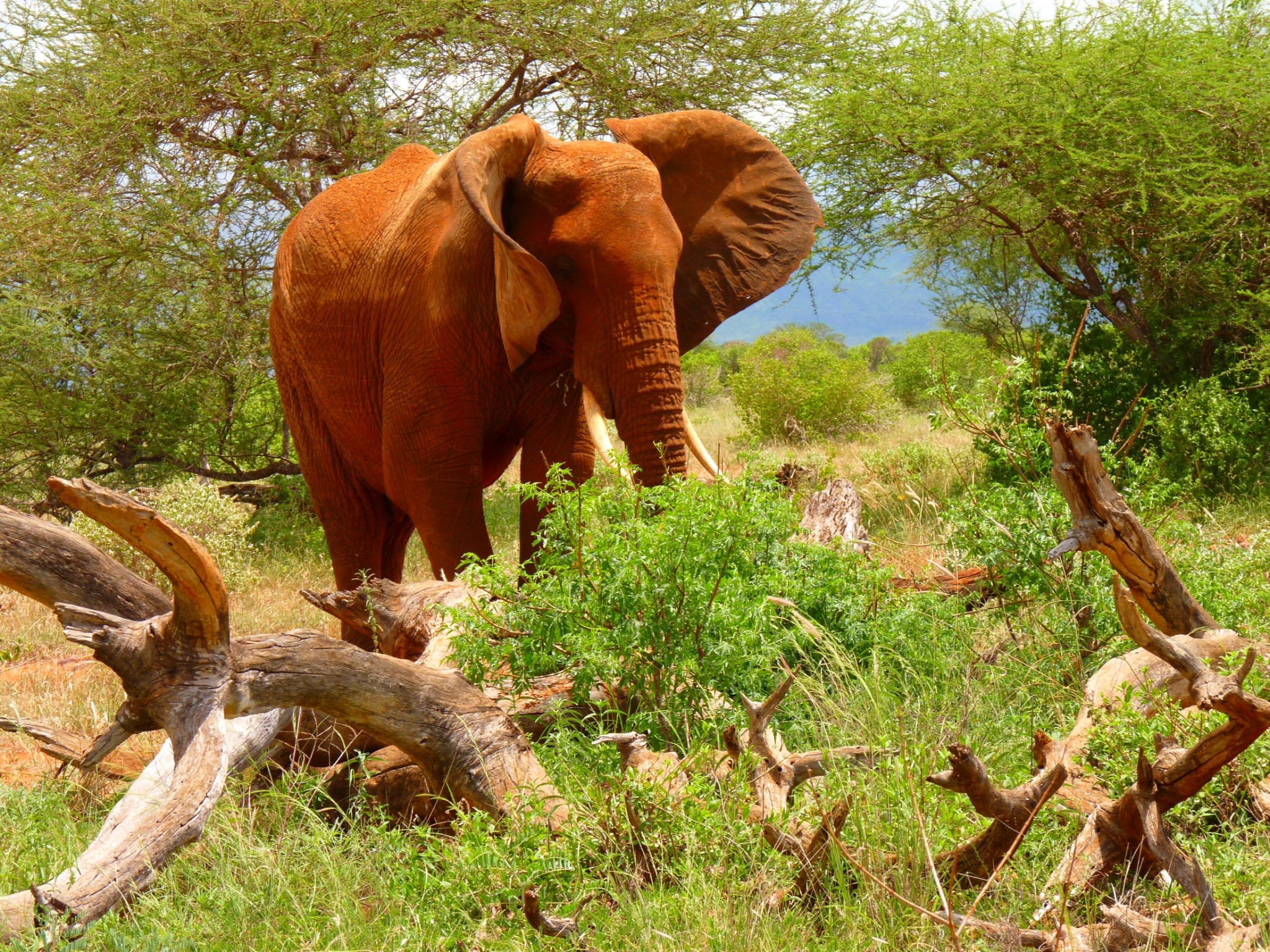 Elefant im Tsavo
