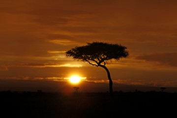 Sundowner in der Savanne im Masai Mara Reservat