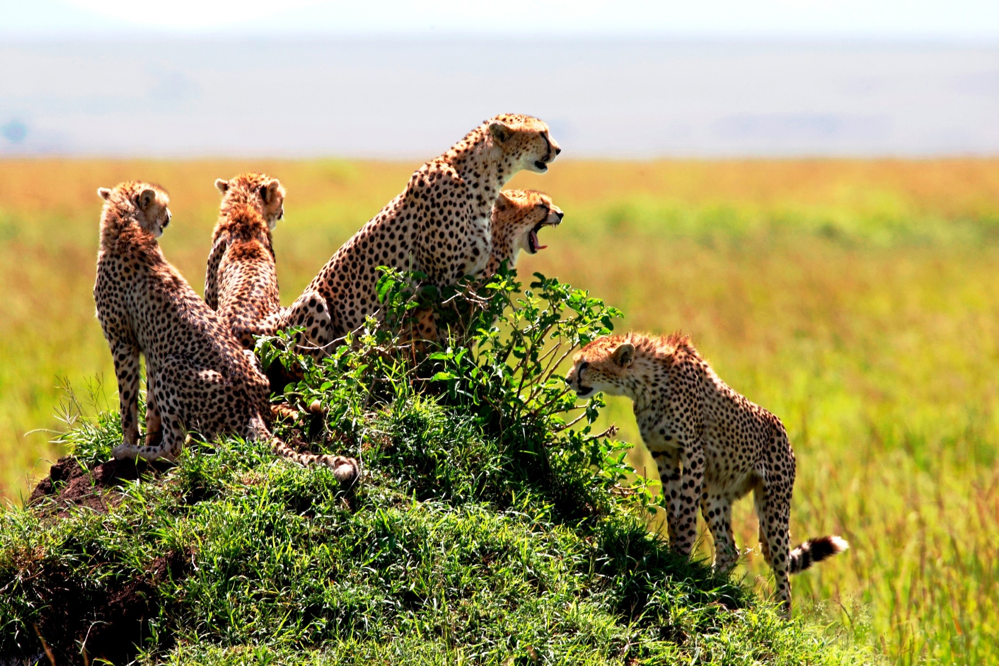 Geparden-Rudel im Masai Mara Schutzgebiet