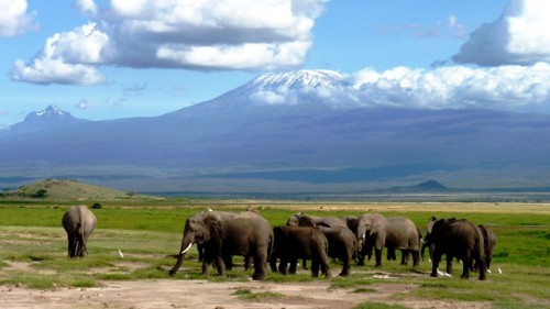 Privat Safari Elefantenparadies hautnah im Amboseli und Tsavo Ost