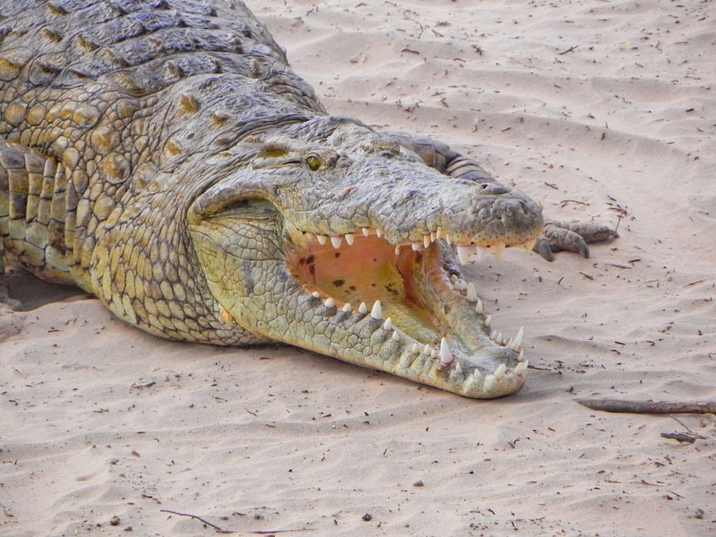 Krokodil am Galana River