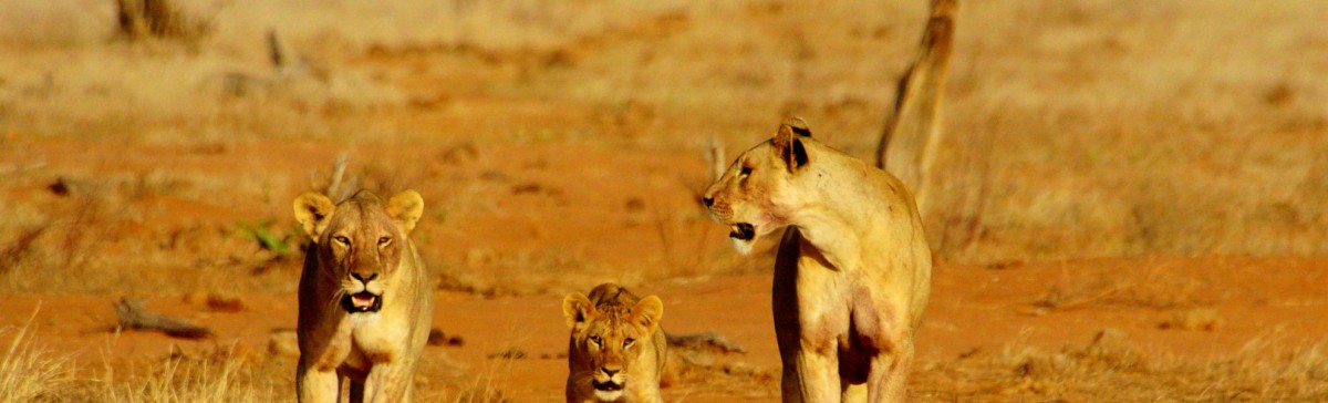 Löwen im Tsavo Ost Nationalpark
