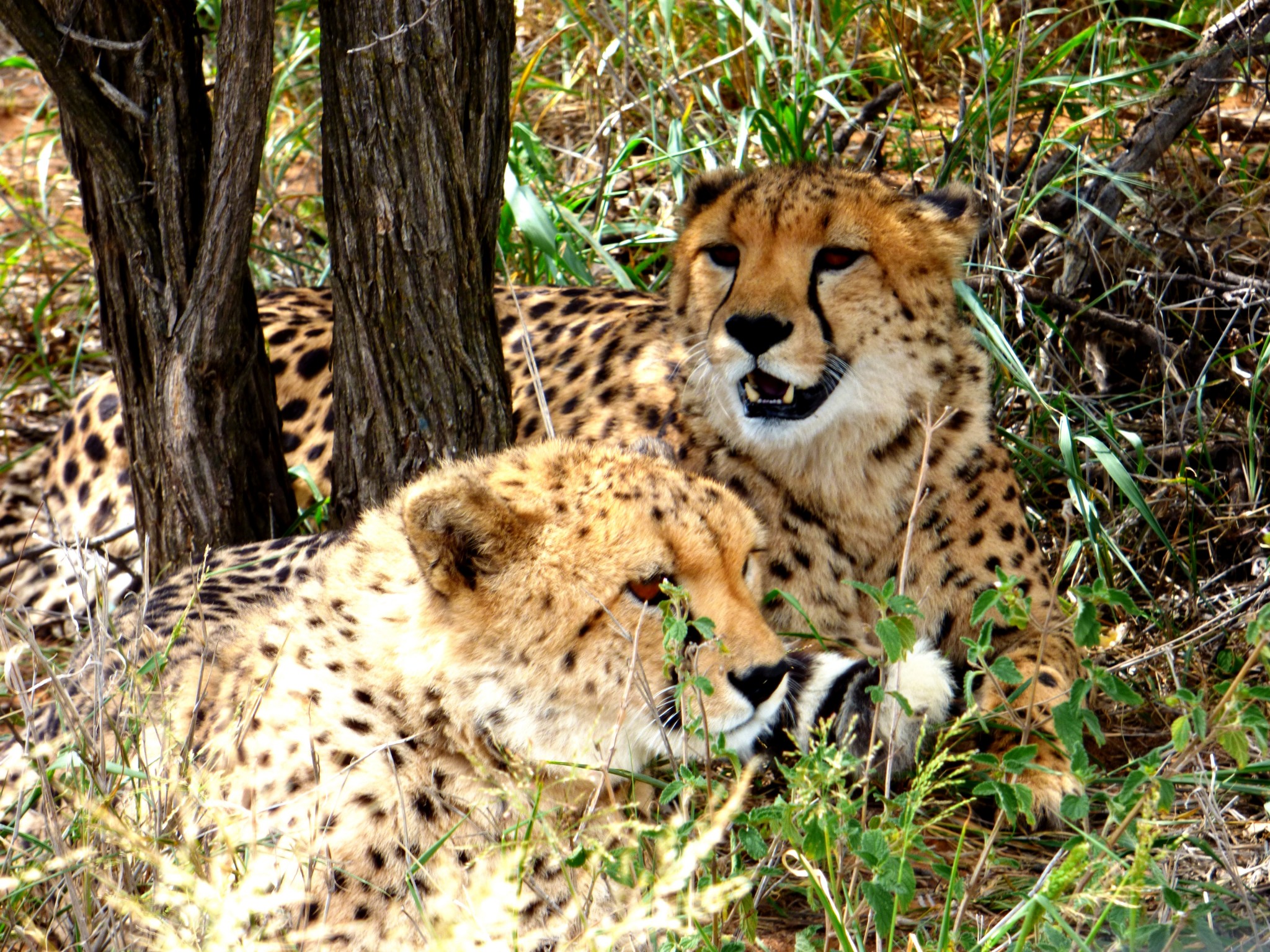 Geparden während einer Kenia Safari Reisemit KeniaSpezialist keniaurlaub.de Reisekontor Schmidt