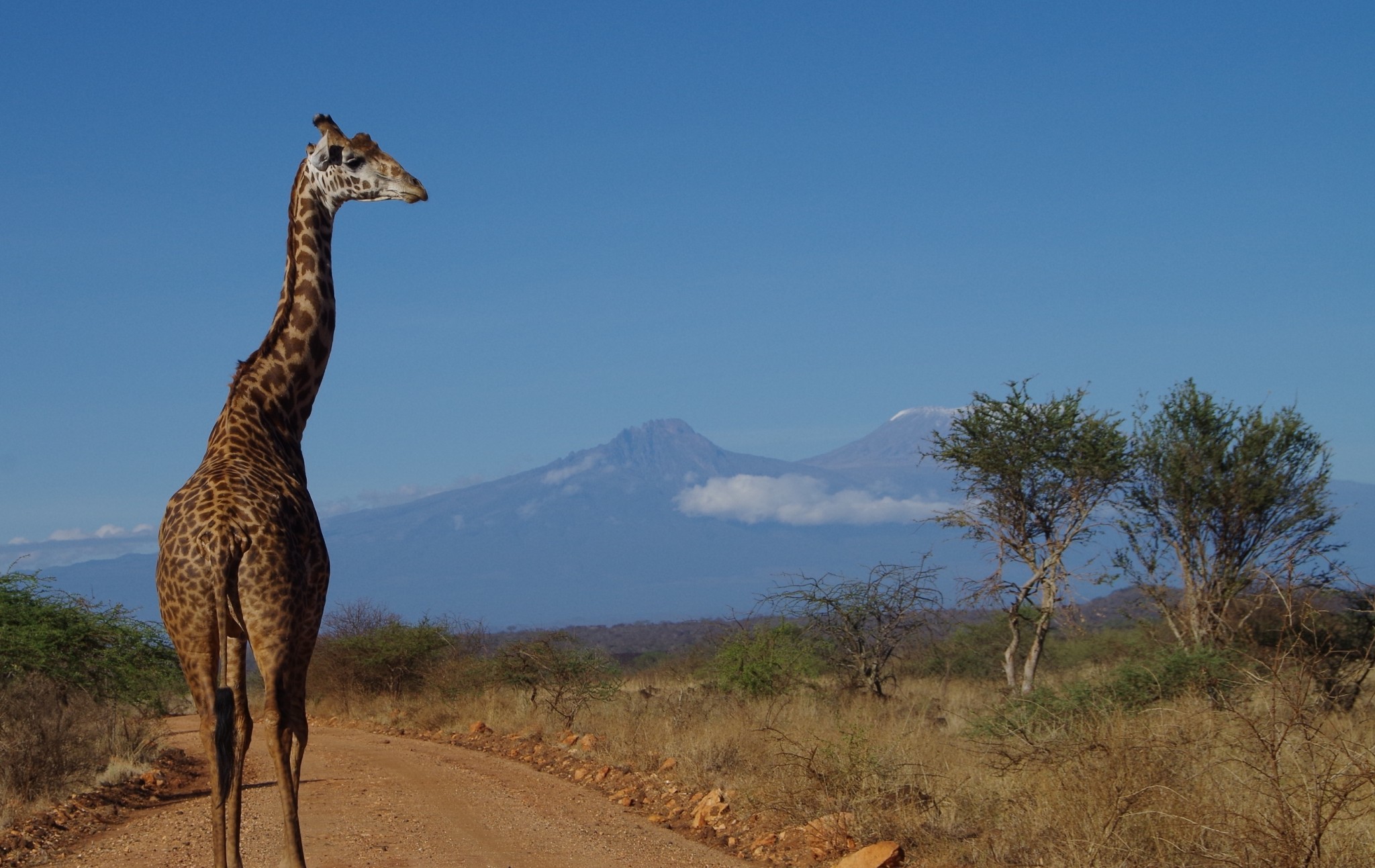 Safari Welcome to Kilimanjaro im Tsavo und Amboseli Nationalpark