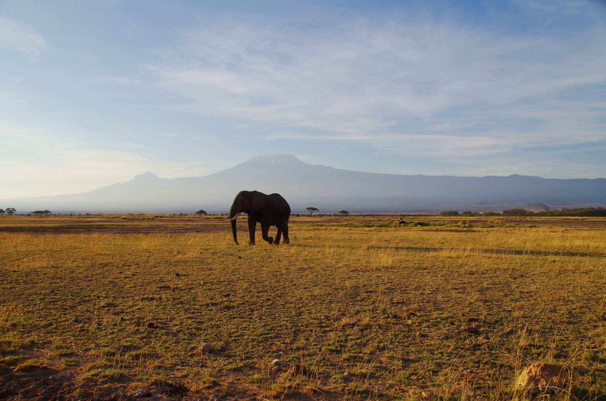 Elefant vorm Kilimanjaro im Amboseli Nationalpark