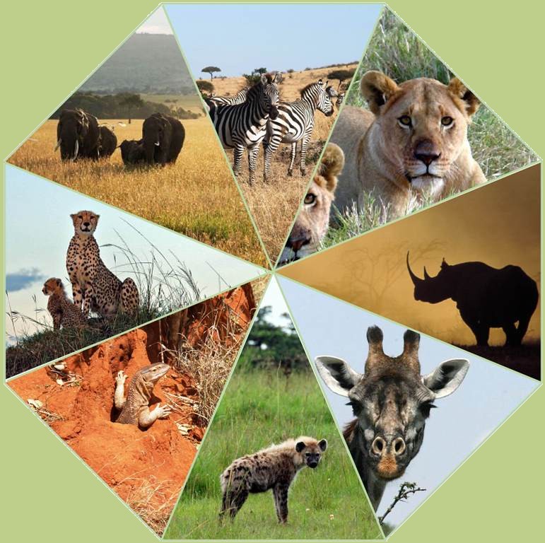 Safari Kaleidoskop der wilden Tiere