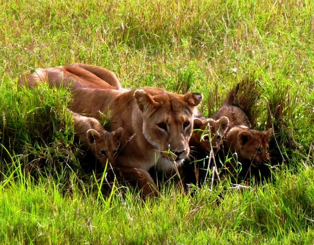 Kenia-Safari-Reise-Löwe-mit-Jungen
