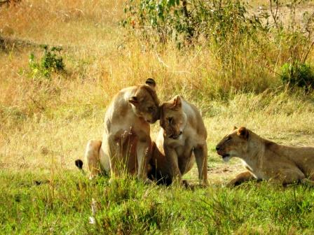 Kenia Urlaub mit Safari Löwe