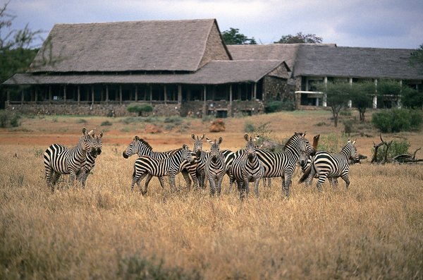 Tierbeobachtungen an der Kilaguni Serena Lodge