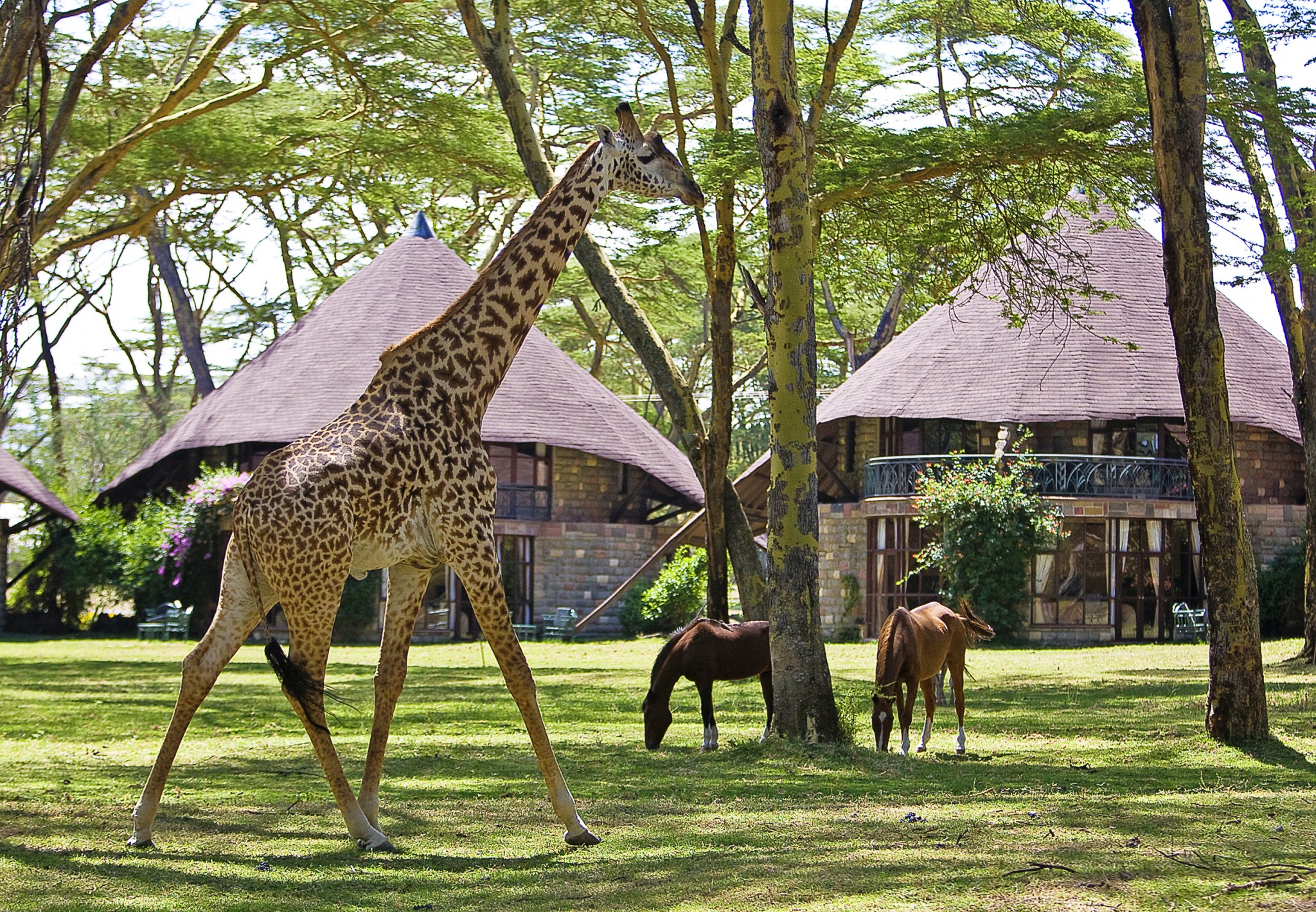 Giraffen im Garten der Lake Naivasha Sopa Lodge