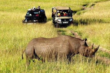 Nashorn im Masai Mara Reservat