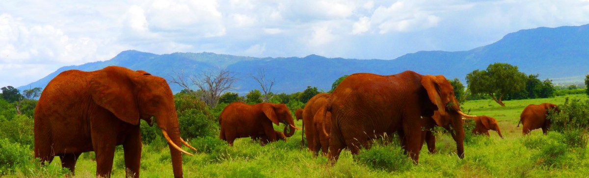 rote Elefanten im Tsavo Ost Nationalpark