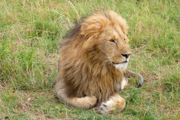 Löwe im Masai Mara Reservat