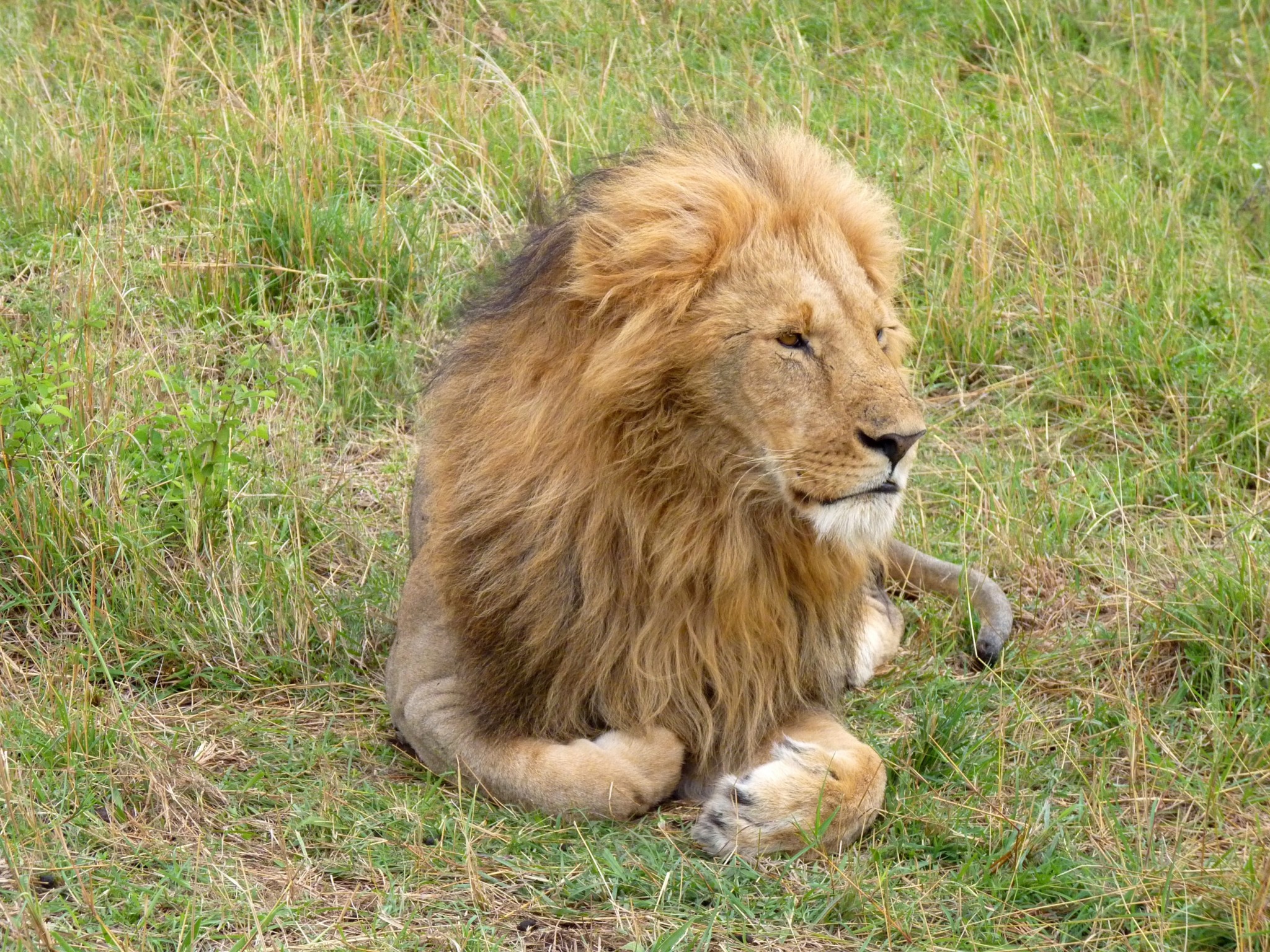 Löwe im Masai Mara Reservat