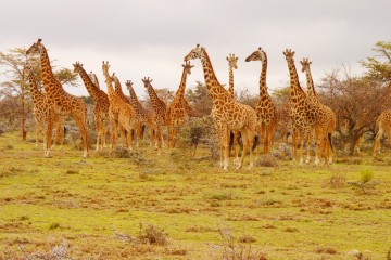Massai Giraffen im Masai Mara Reservat