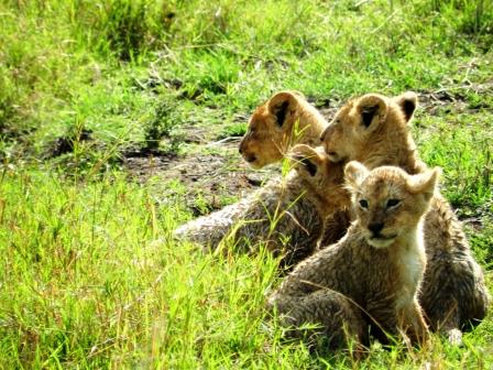 Löwenbabies beobachtet auf Safari in Kenia