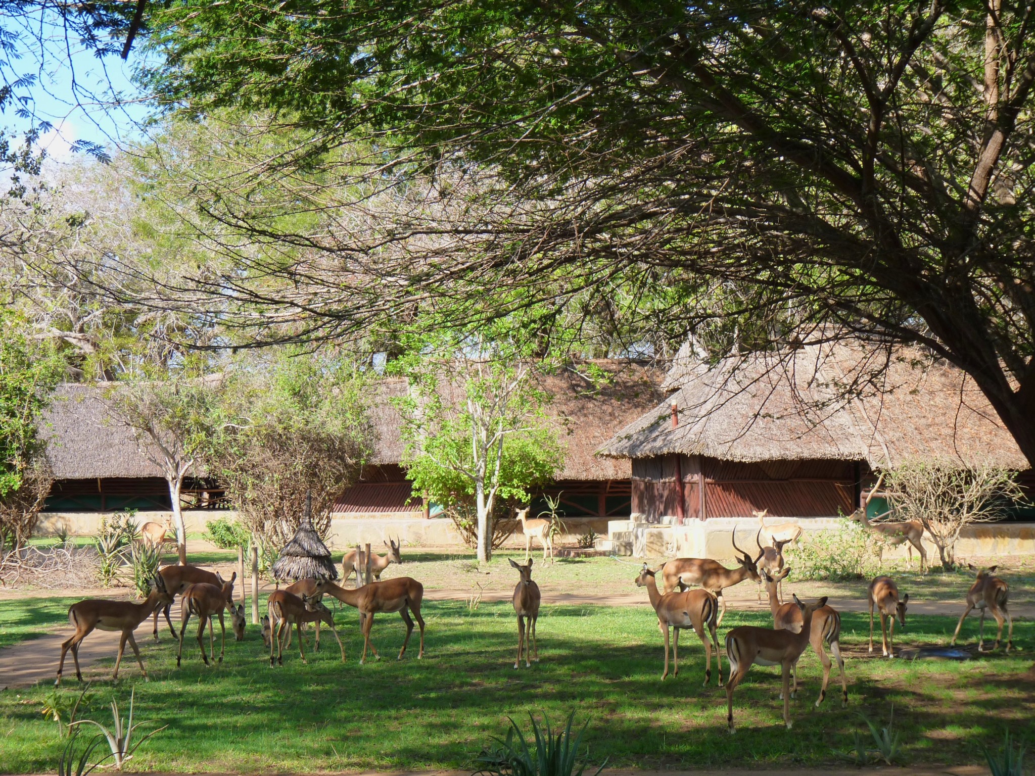 Antilopen im Garten des Satao Camp