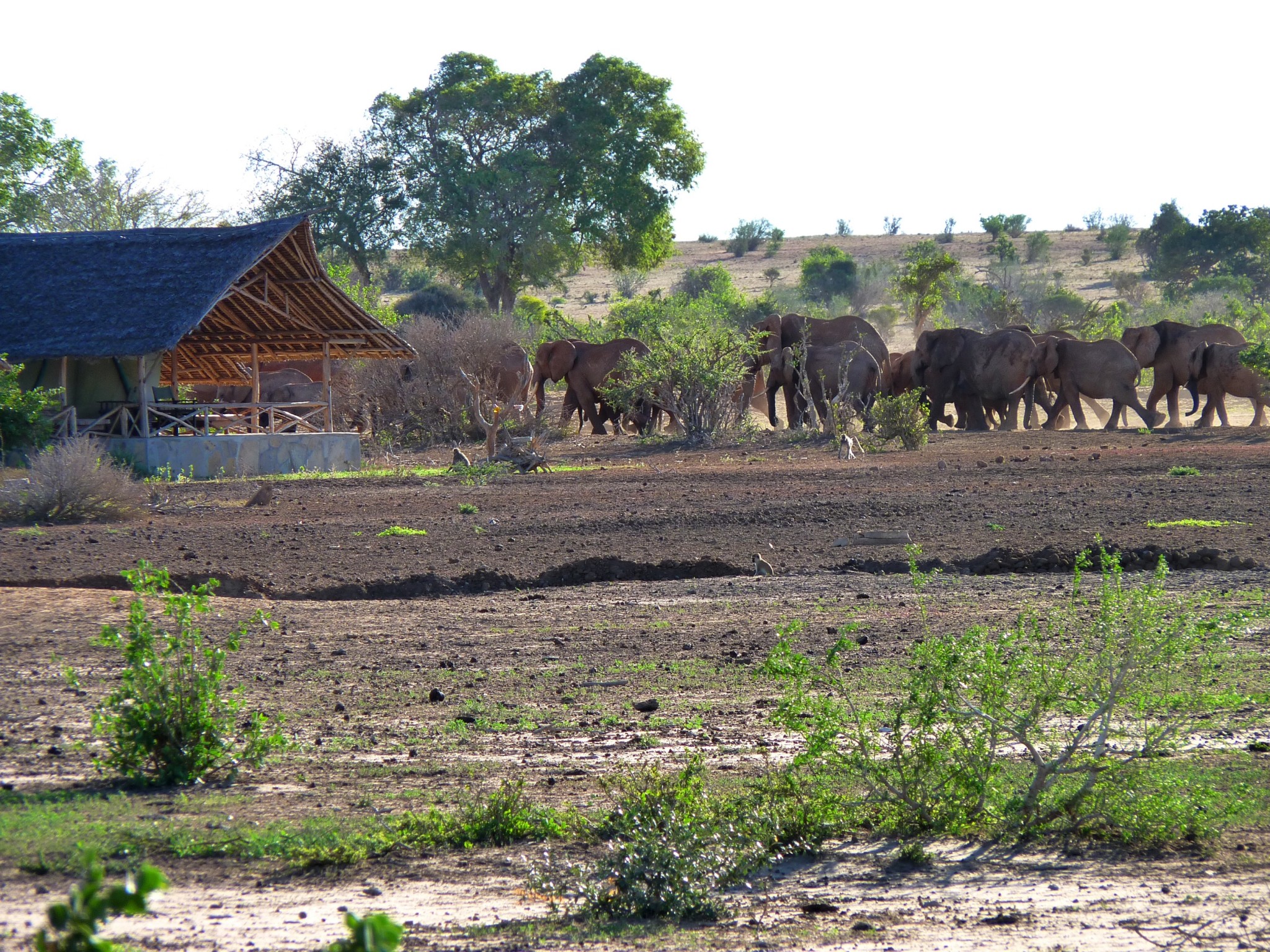 Elefanten in der Nähe eines Zeltes im Satao Camp