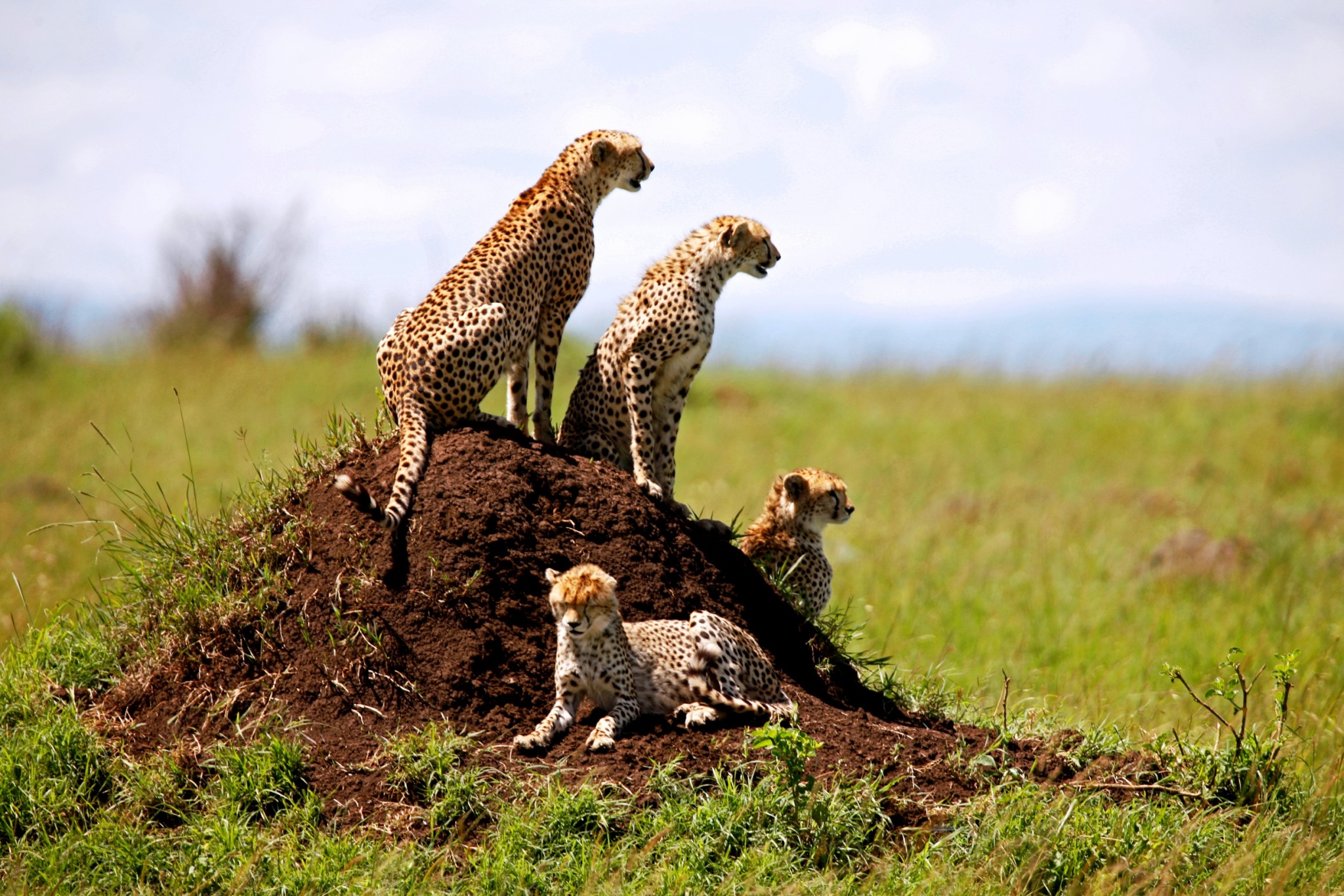 Geparden-Familie in Kenias Masai Mara