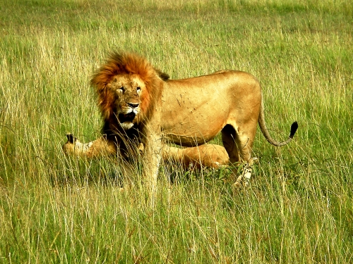 Löwen in der weltberühmten Serengeti