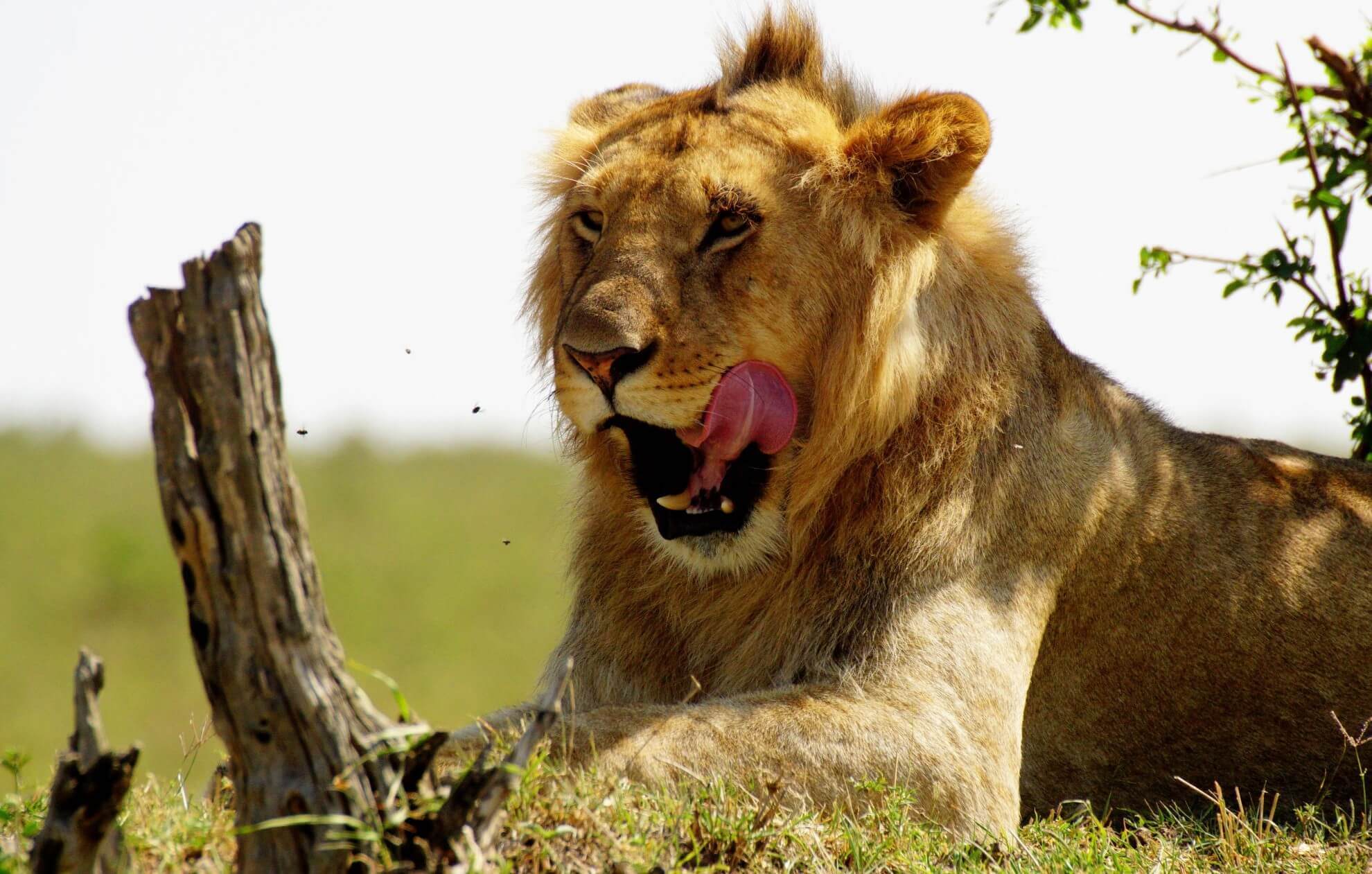 Löwe im Tsavo Nationalpark