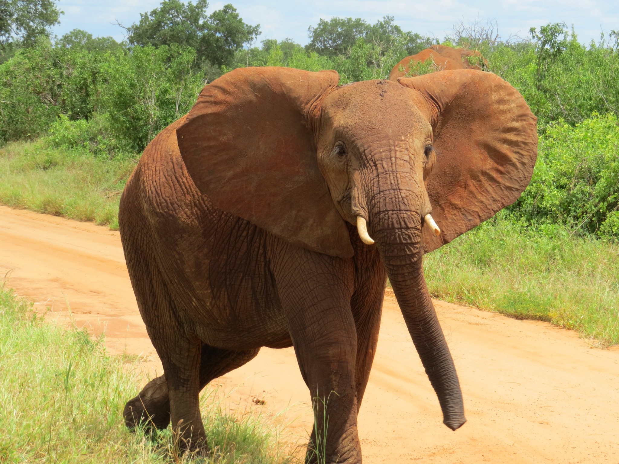 roter Elefant im Tsavo Ost Nationalpark