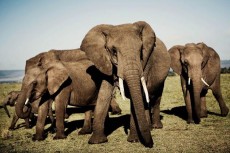 Elefanten in Kenia erleben