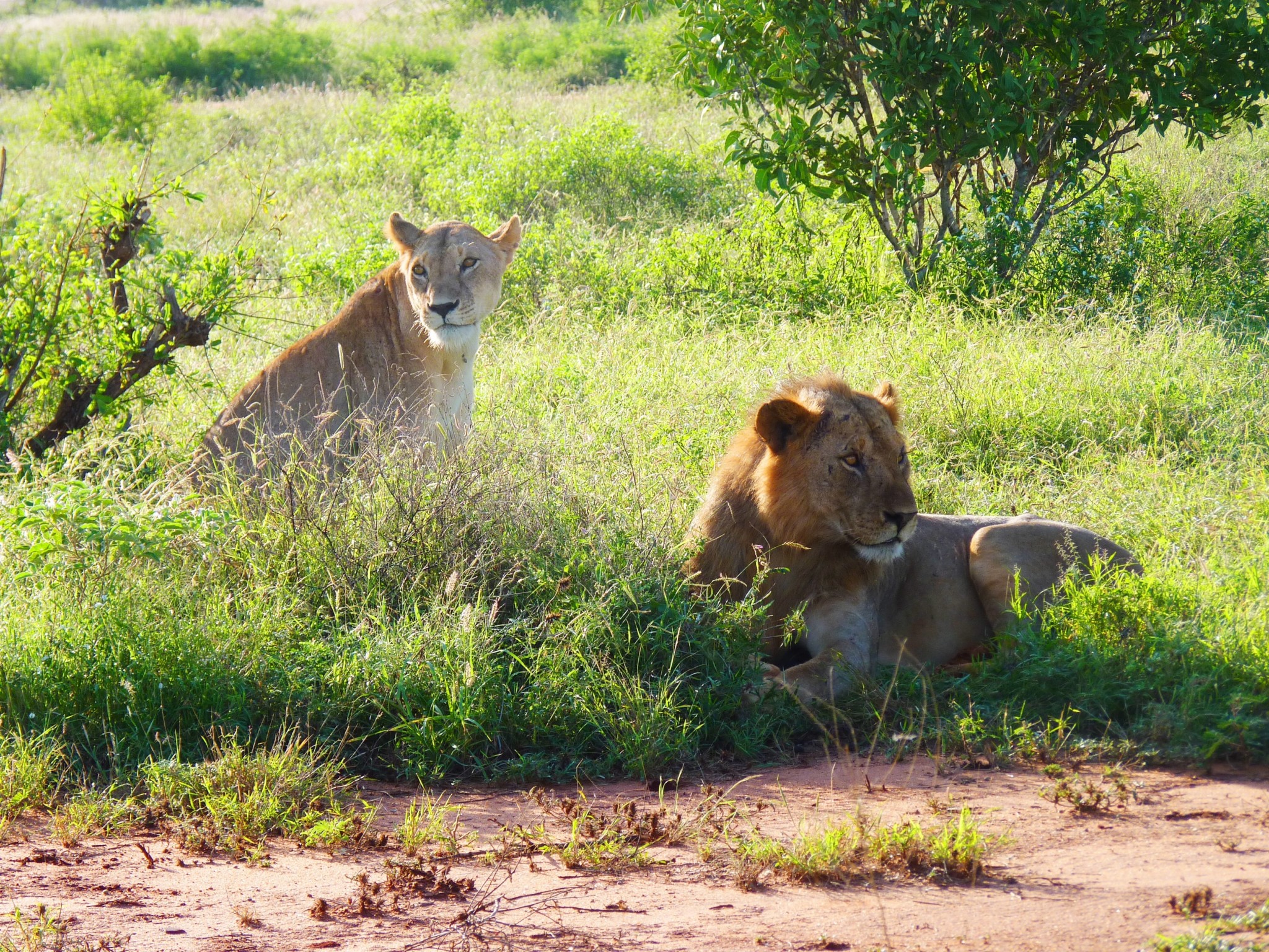 Löwen von Tsavo im Tsavo Ost Nationalpark