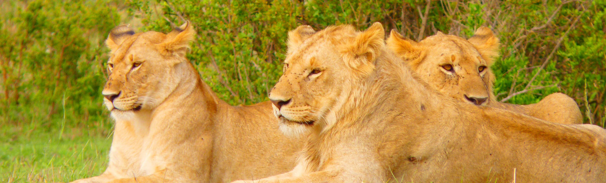 Löwinnen in der Masai Mara