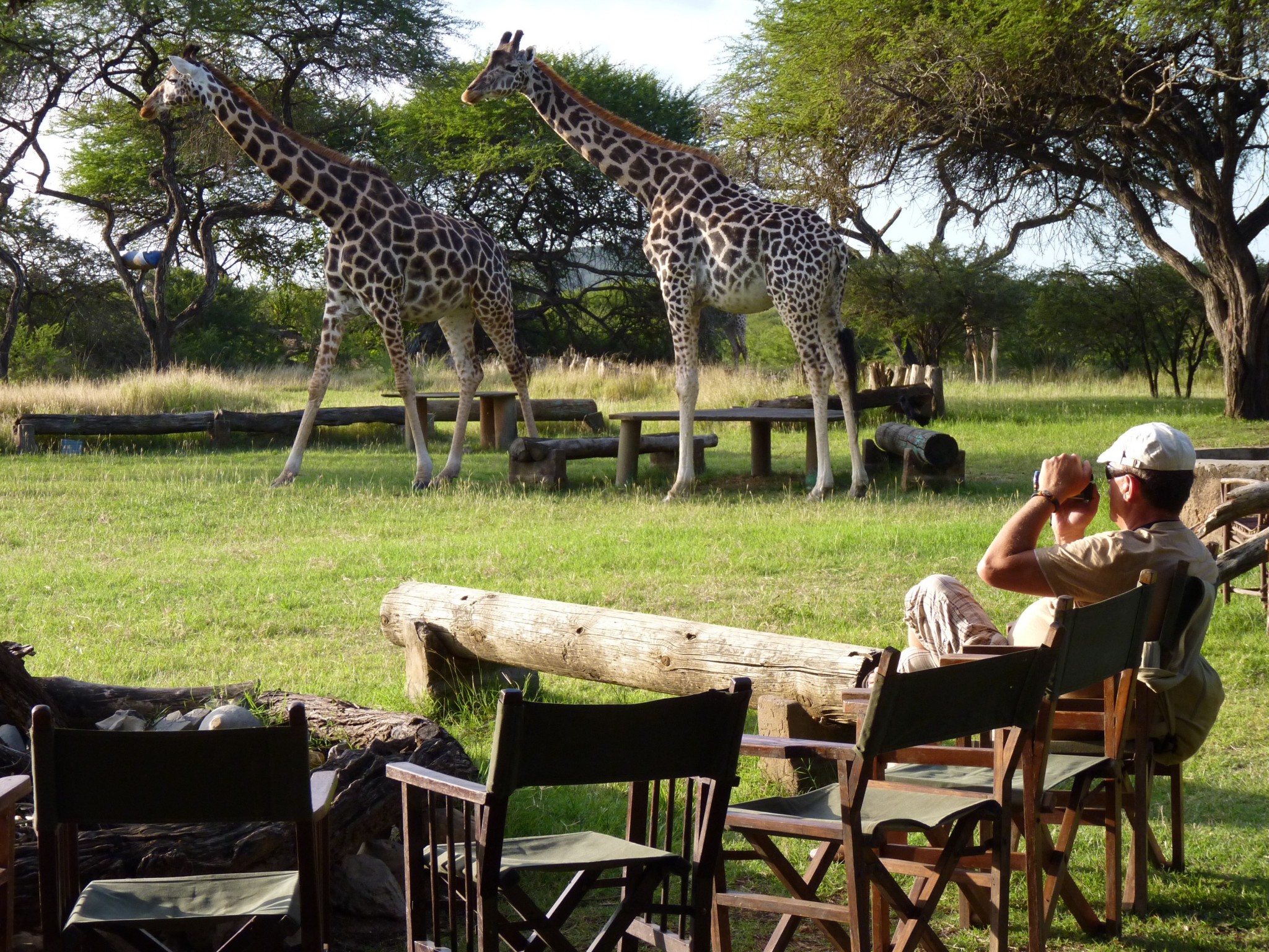 Giraffen hautnah in Nguuni