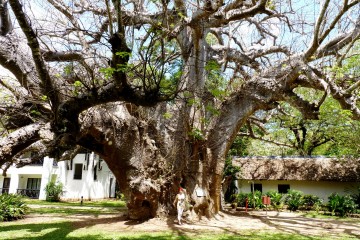 Riesiger Baobab in Kenia im Hotel Papillon Lagoon Reef