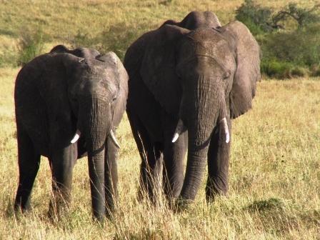 Elefanten auf Kenia Safari beobachten