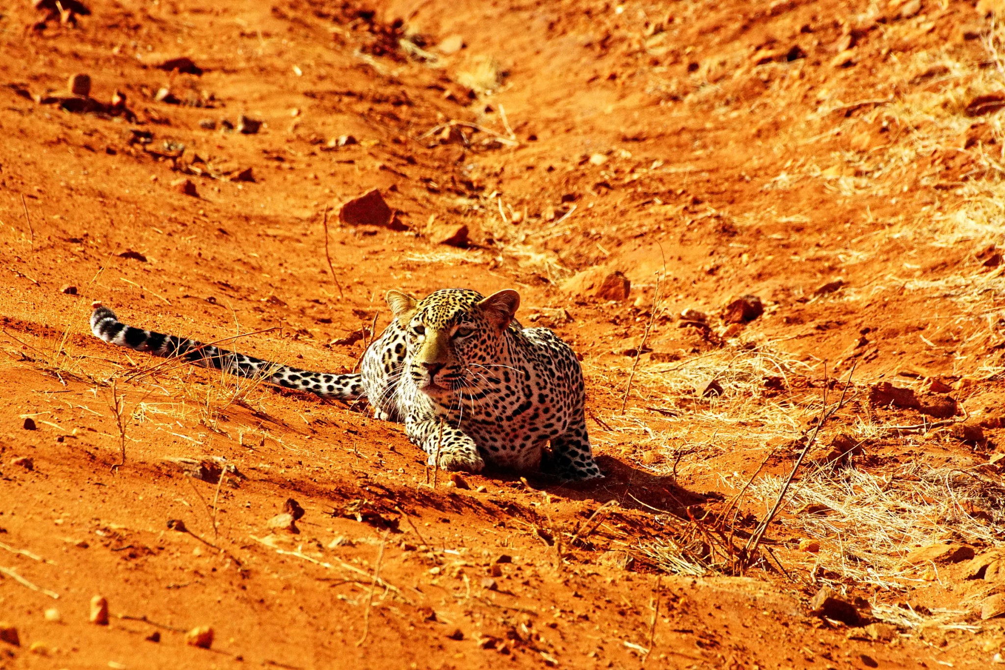 Leopard im Tsavo Ost Nationalpark