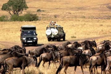Kenia Reise Safari Tierwanderung Gnus