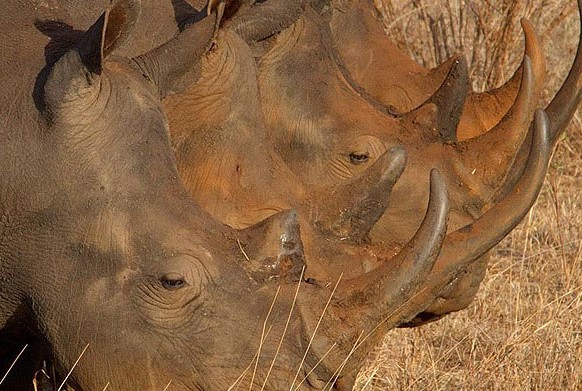 Rhino Schutzgebiet Nähe Camp