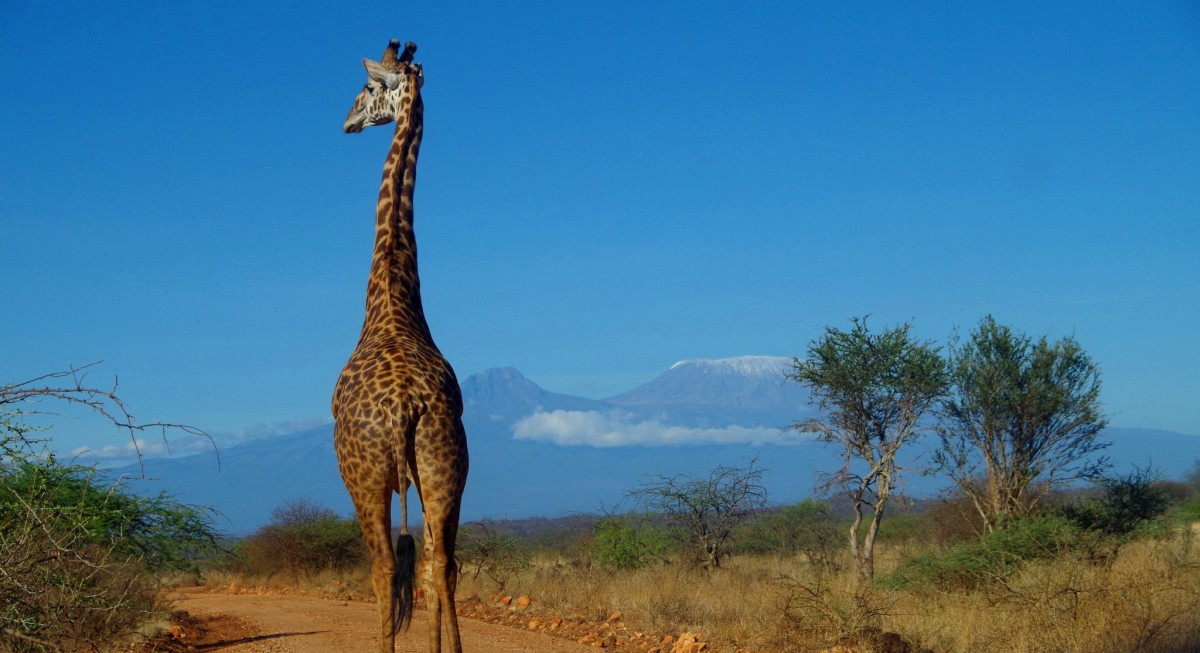 Giraffe, Kenia, Safari, Reisen, Tiere, Kilimanjaro