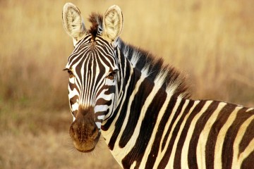 Zebra Kenia Safari Reisen Urlaub