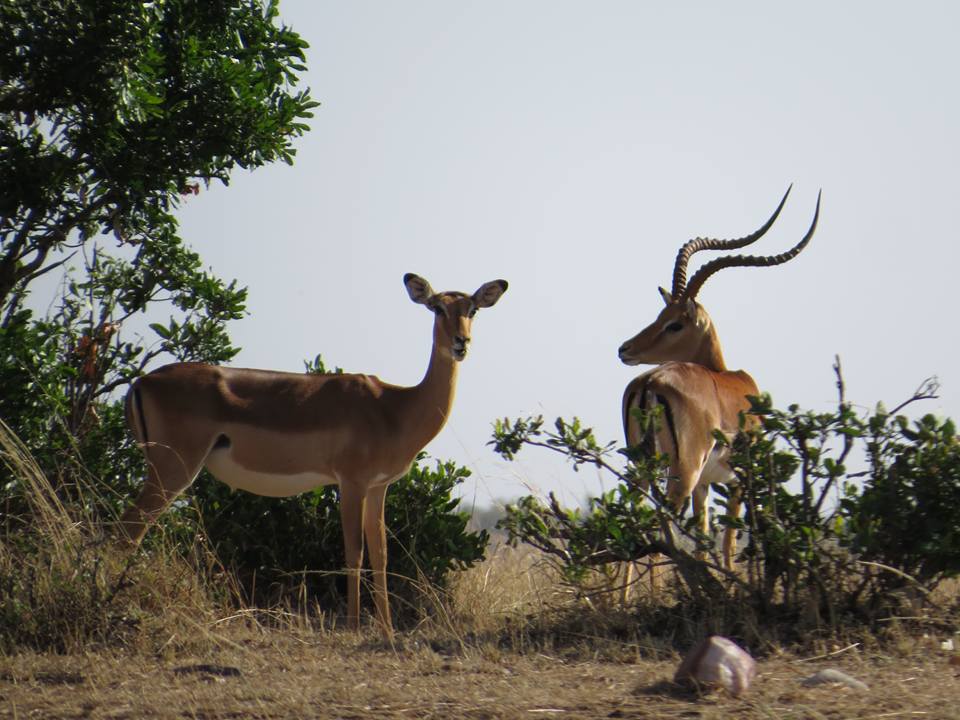 Antilopen auf Kenia Safari
